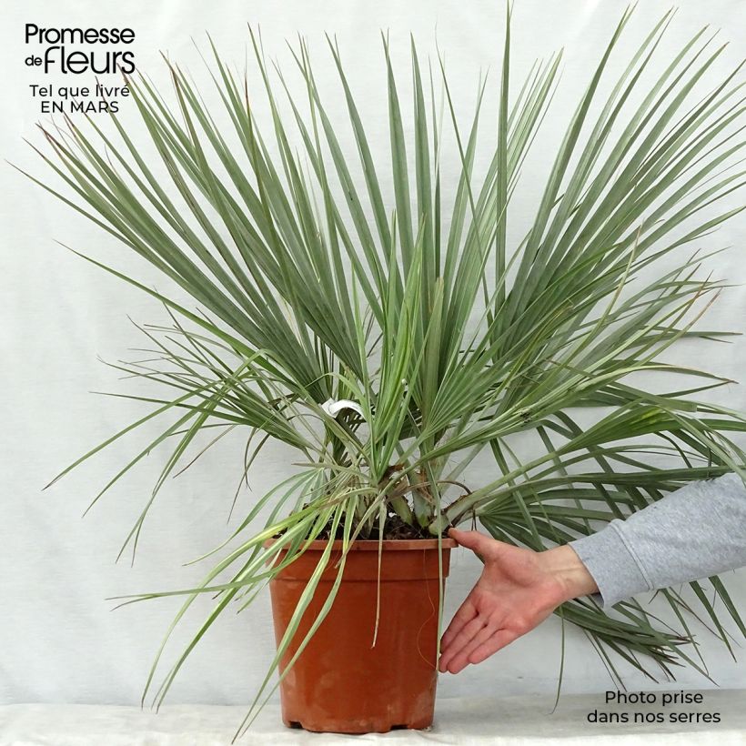 Example of Nannorrhops ritchiana Silver Vaso da 7,5L/10L as you get in printemps