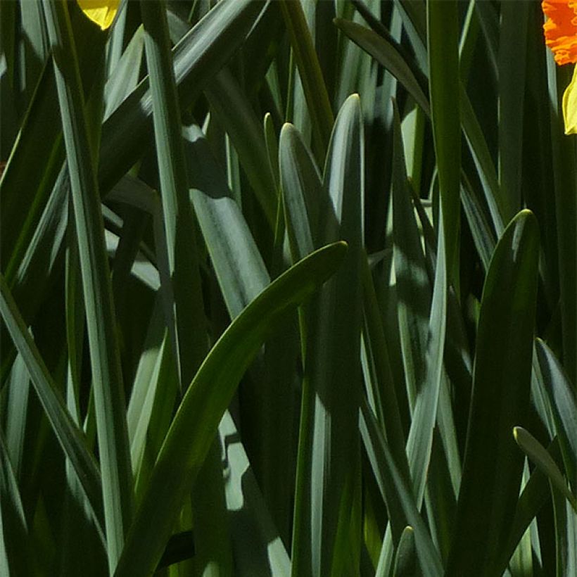 Narciso coronato Brackenhurst (Fogliame)