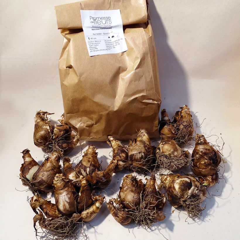 Esempio di esemplare Narciso a tromba Chromacolor Confezione taglia 14/16 come consegnato