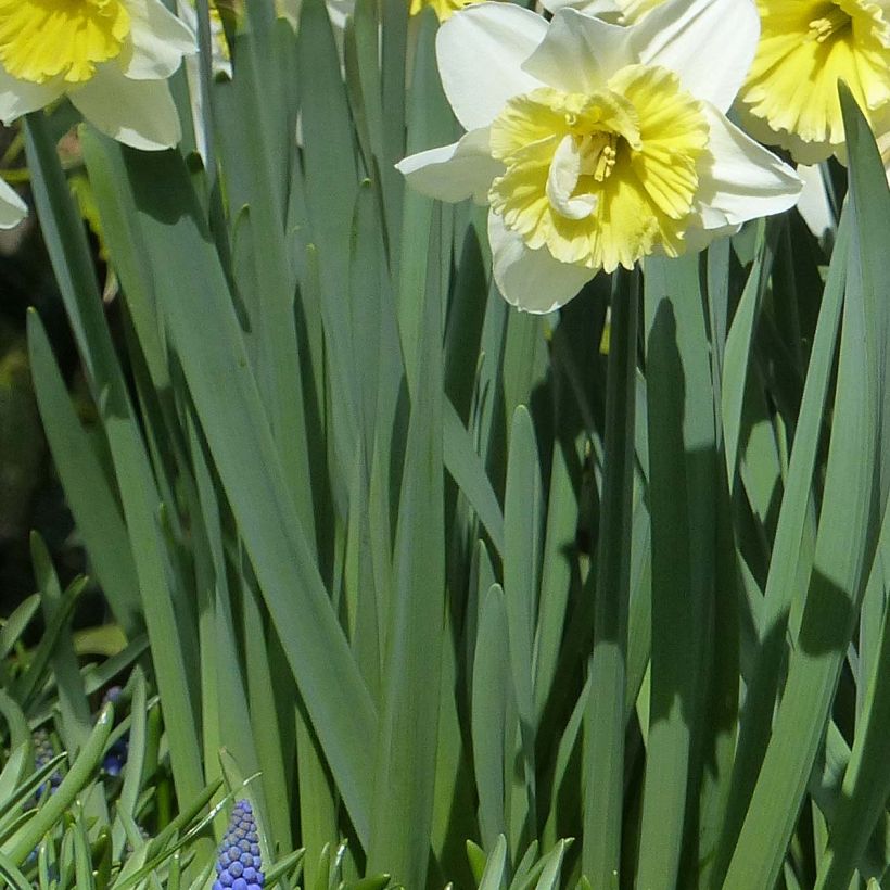 Narciso coronato Ice Follies (Fogliame)