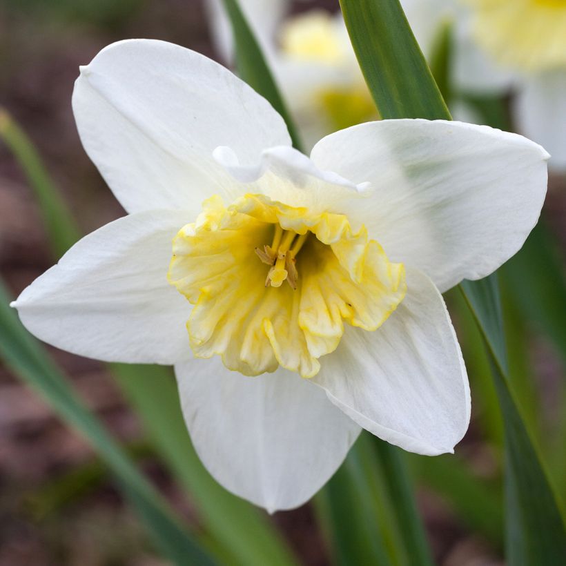 Narciso coronato Ice Follies (Fioritura)