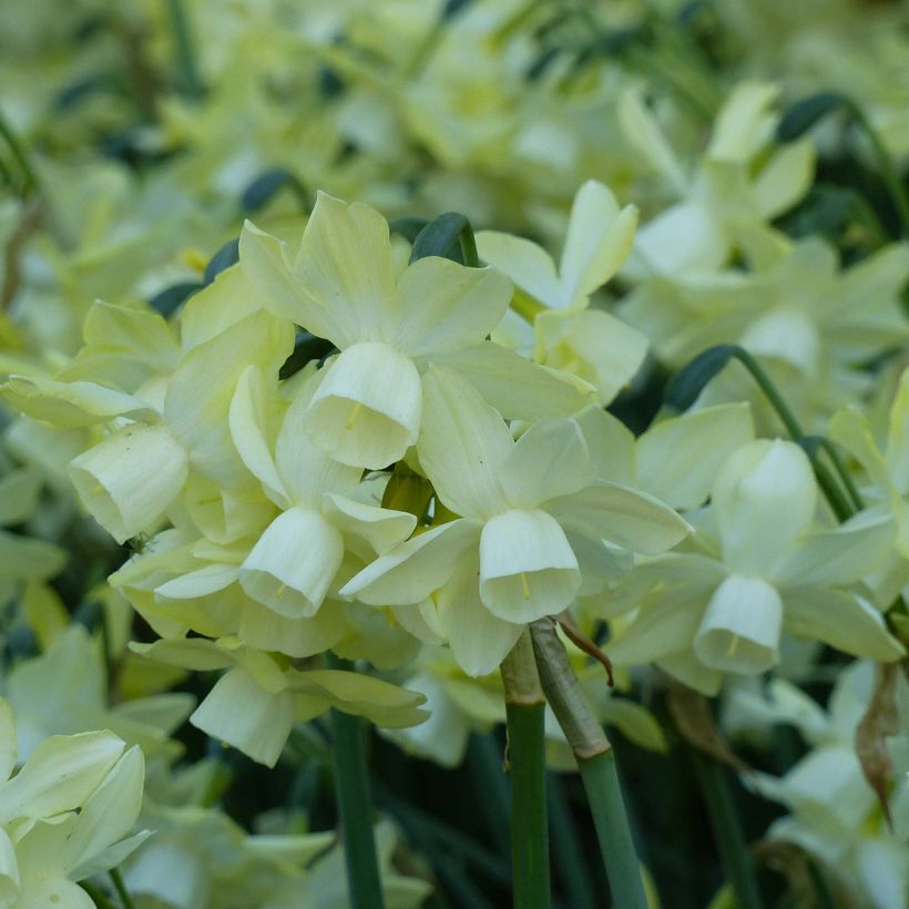 Narciso Moonlight Sensation (Fioritura)