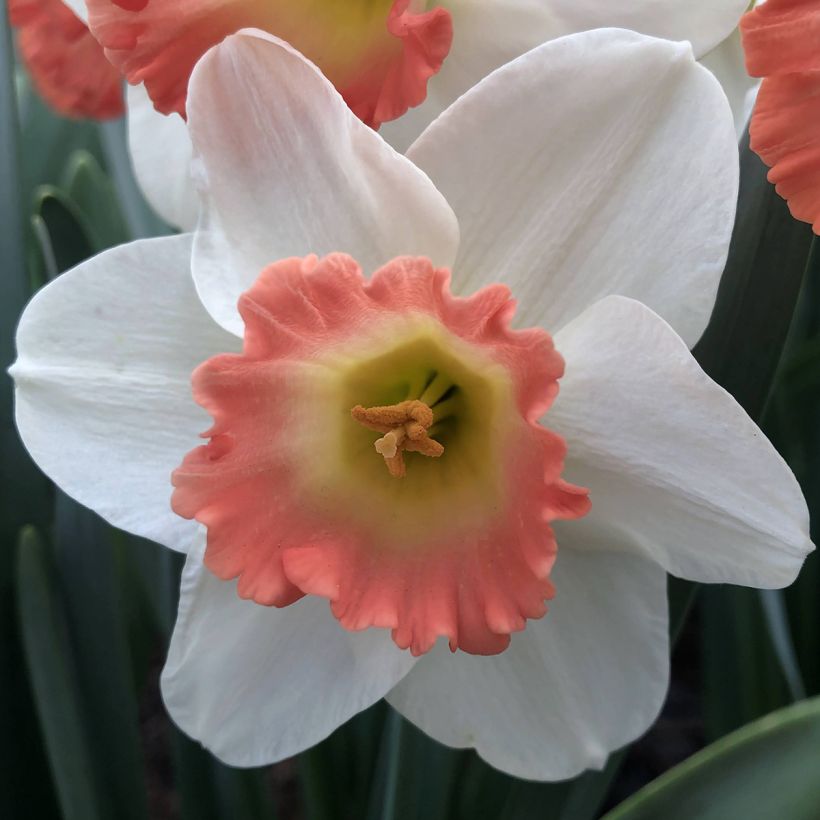 Narciso coronato Pink Charm (Fioritura)