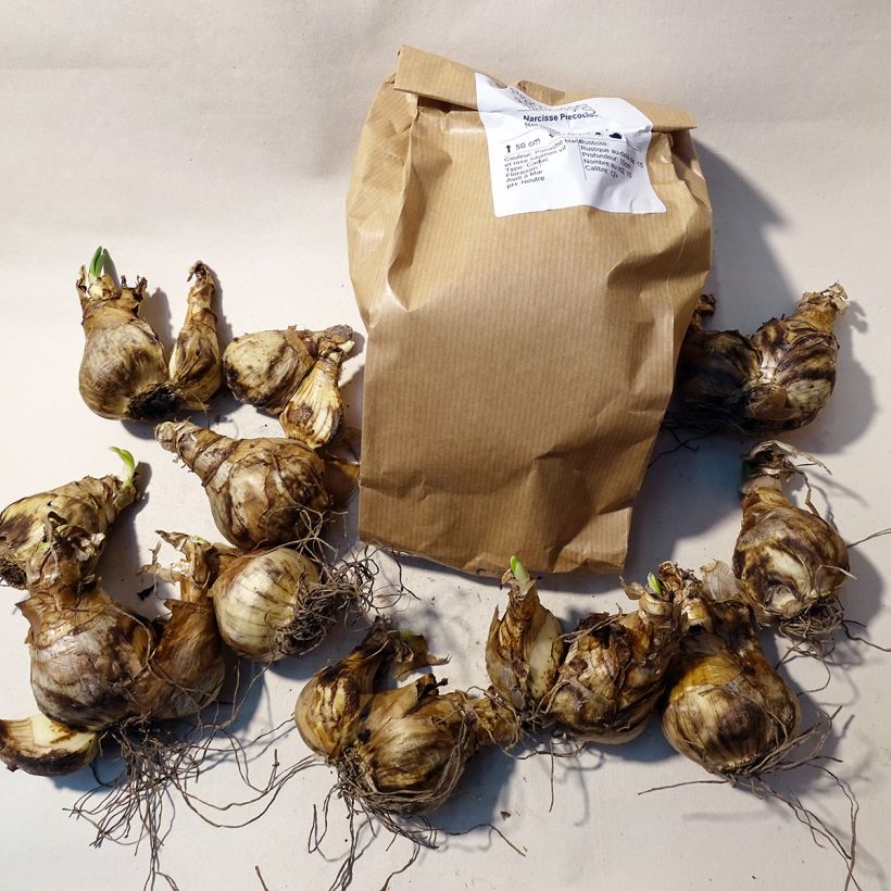 Esempio di esemplare Narciso coronato Precocious Confezione taglia 14/16 come consegnato