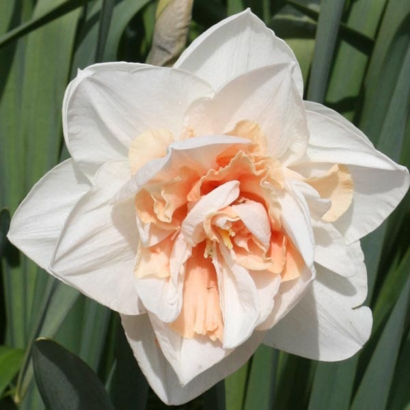 Narciso Replete (Flowering)