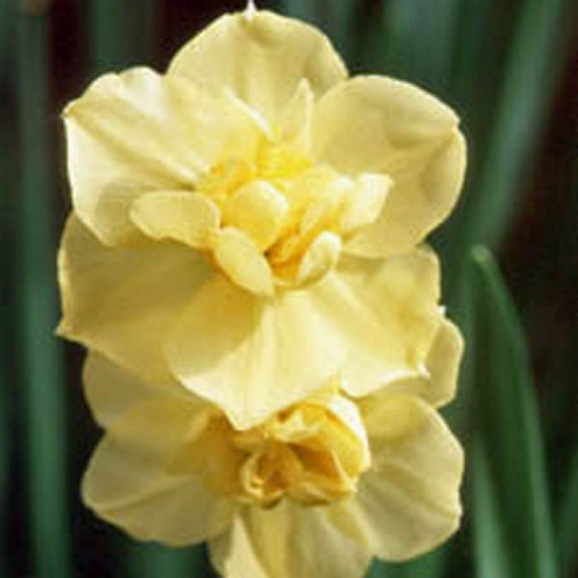 Narciso tazetta Yellow Cheerfulness (Fioritura)