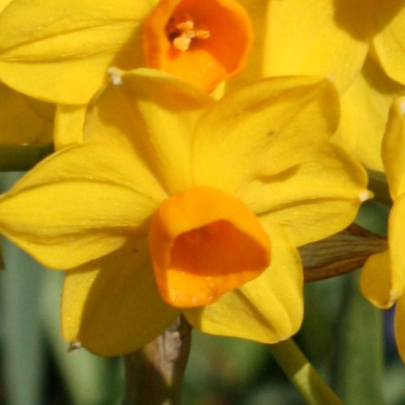 Narciso Tazetta Grand Soleil d Or (Fioritura)