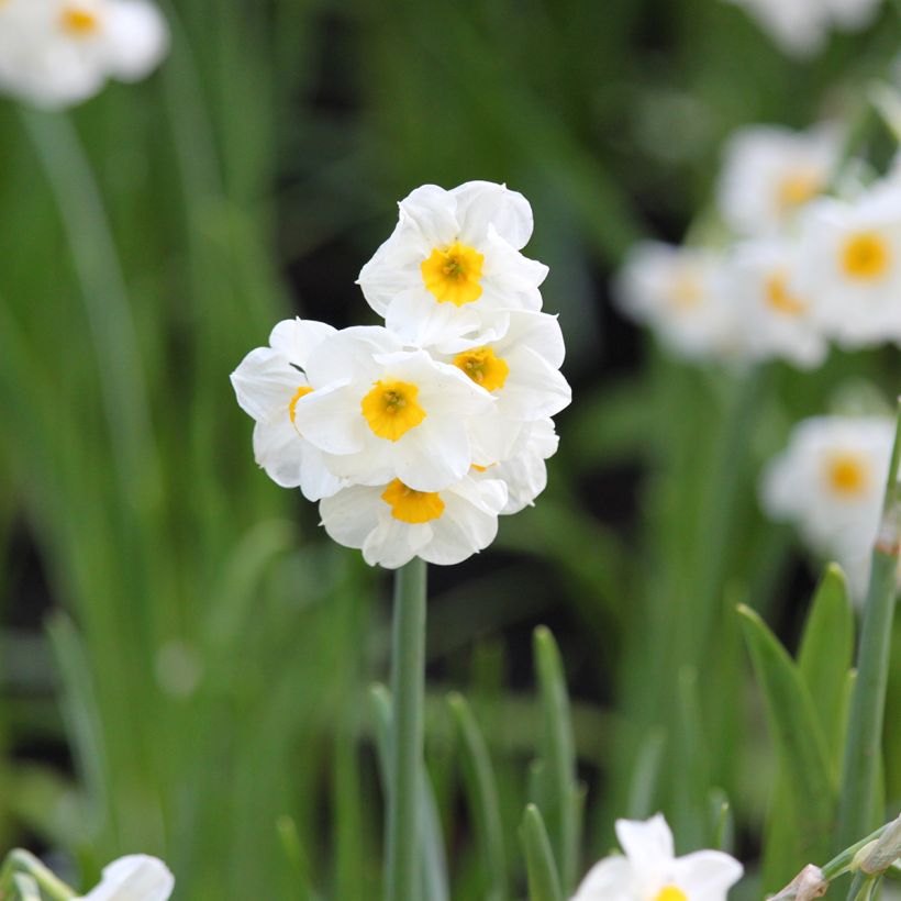 Narciso Tazetta Laurens Koster (Fioritura)