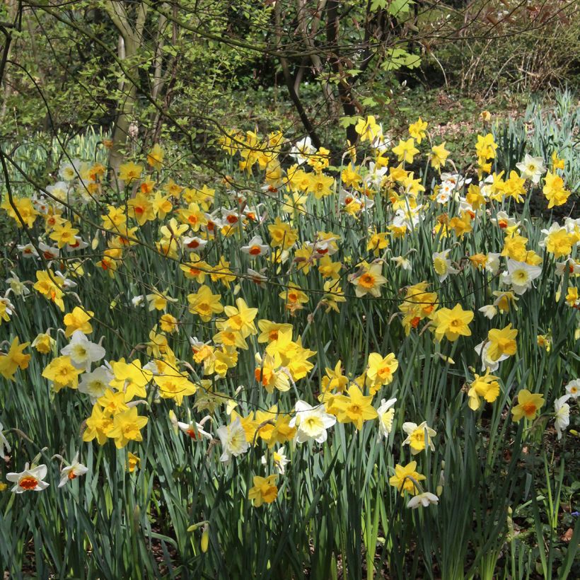 Narcissus - Narciso (Porto)
