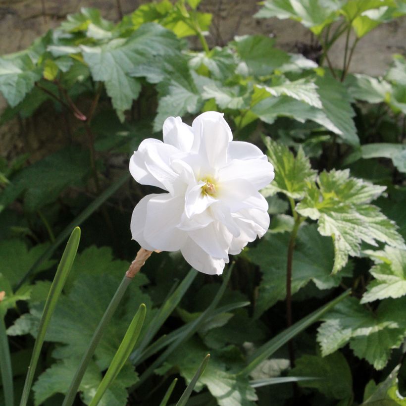 Narciso Albus Plenus Odoratus (Porto)