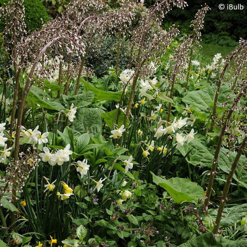 Narciso Pueblo (Porto)