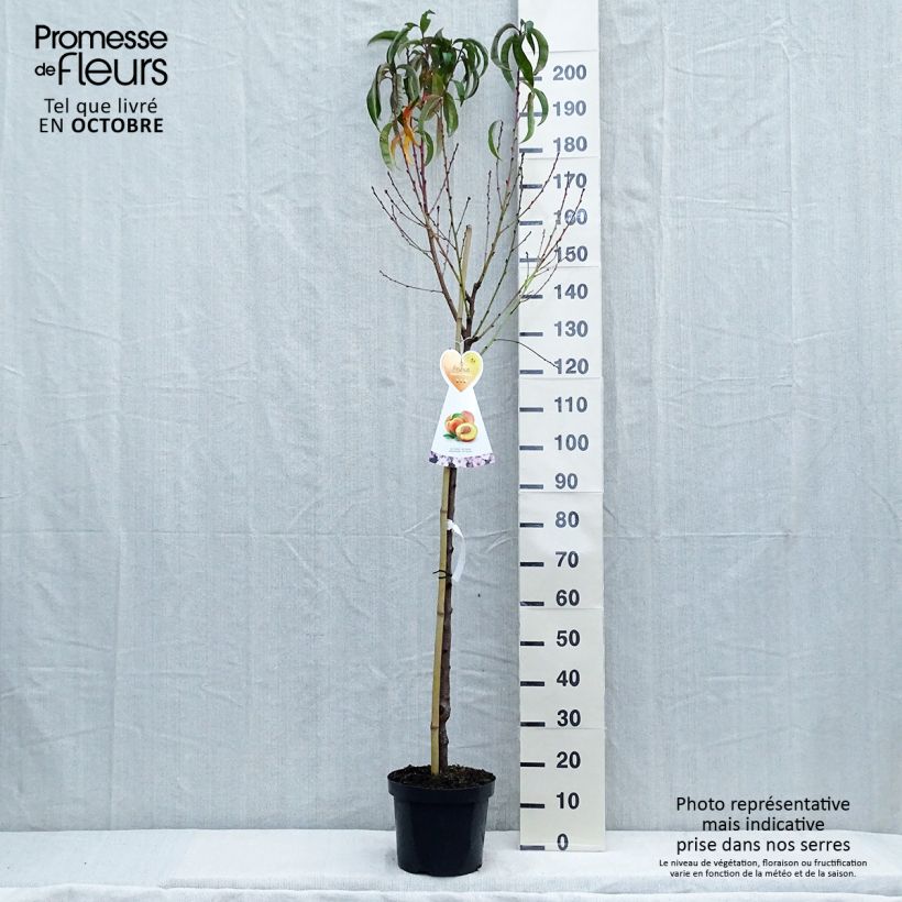 Esemplare di Nectarinier Flavor Top - Prunus persica nucipersica  Pot de 7,5L/10L, Demi-Tige come consegnato in autunno