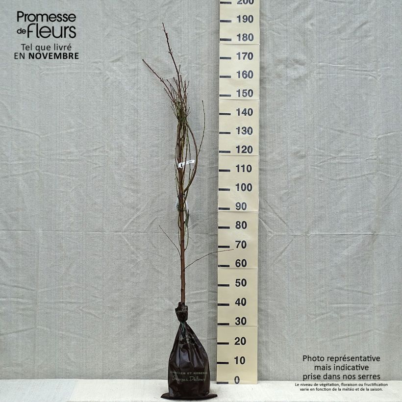 Esemplare di Nectarinier Nectared - Prunus persica nucipersica Motte "Prêt-à-planter", Scion come consegnato in autunno