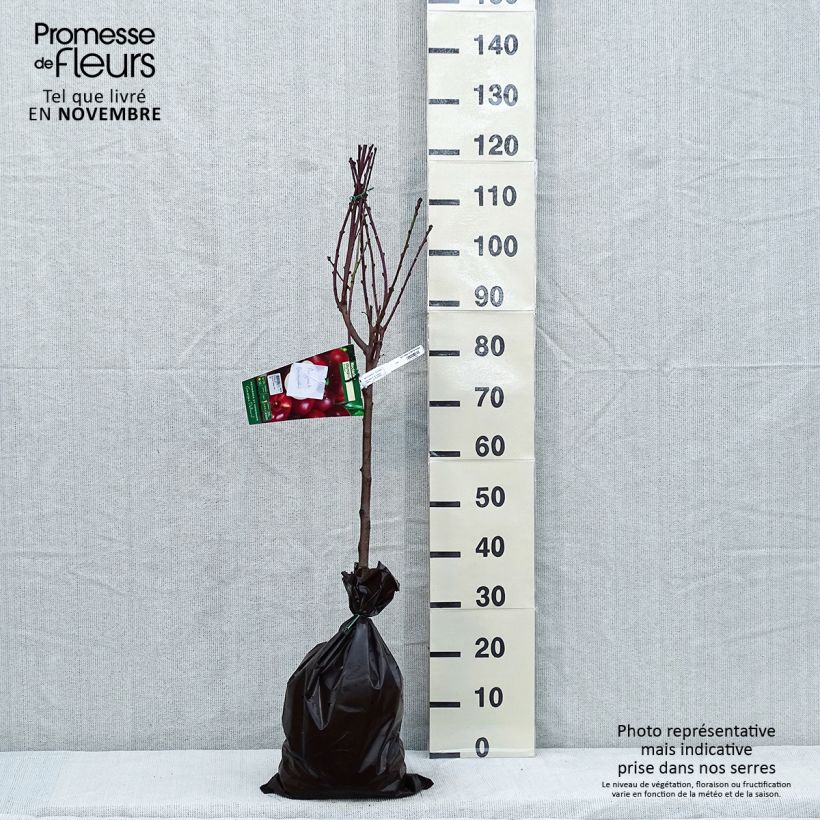 Esemplare di Nettarina Olympio Ferbijon Zolla 'Pronta da piantare', Vasetto come consegnato in autunno