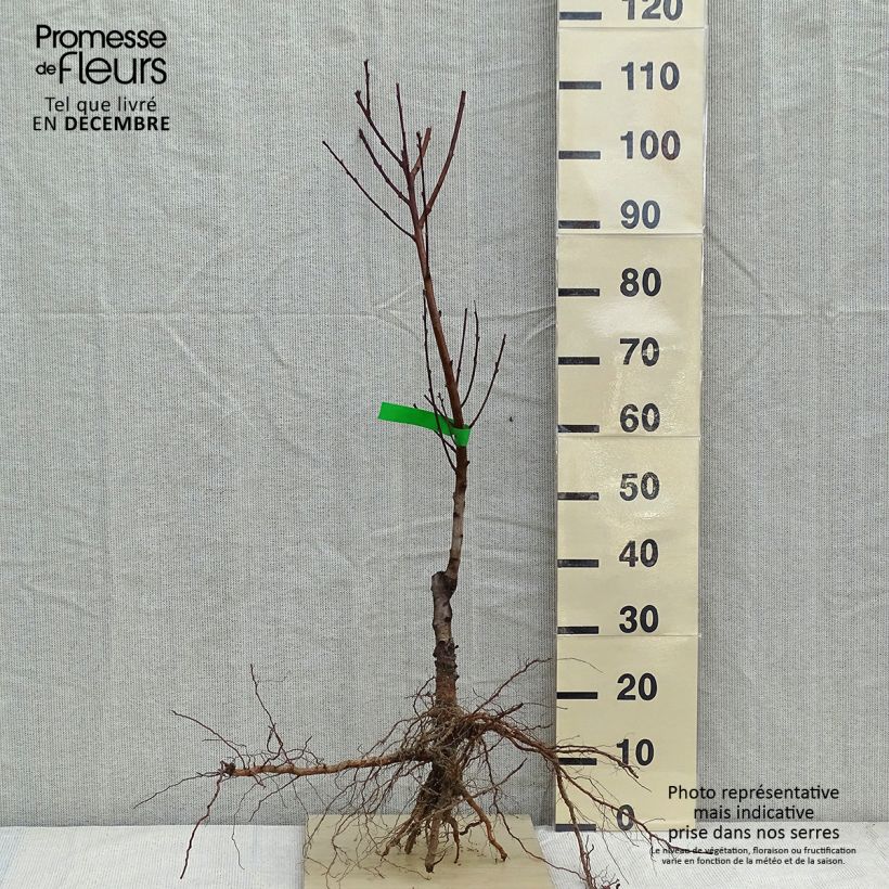 Example of Nettarina Nectarose Piante grandi a radice nuda, Astone as you get in hiver