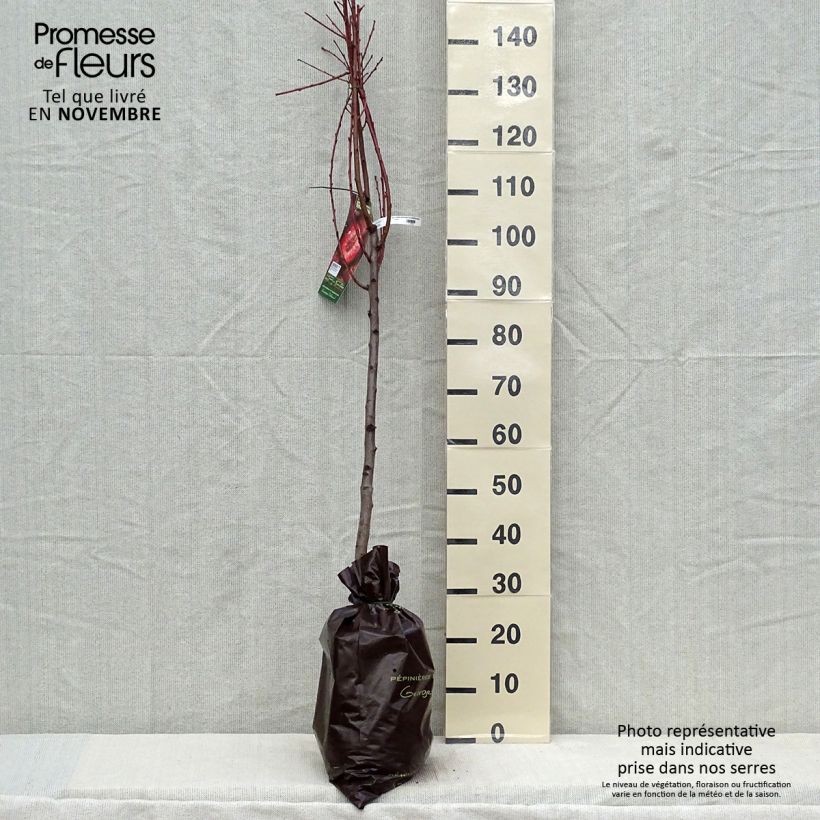 Esemplare di Nettarina Sanguine d'Auvergne 'Pilsang' Zolla 'Pronta da piantare', Vasetto come consegnato in autunno