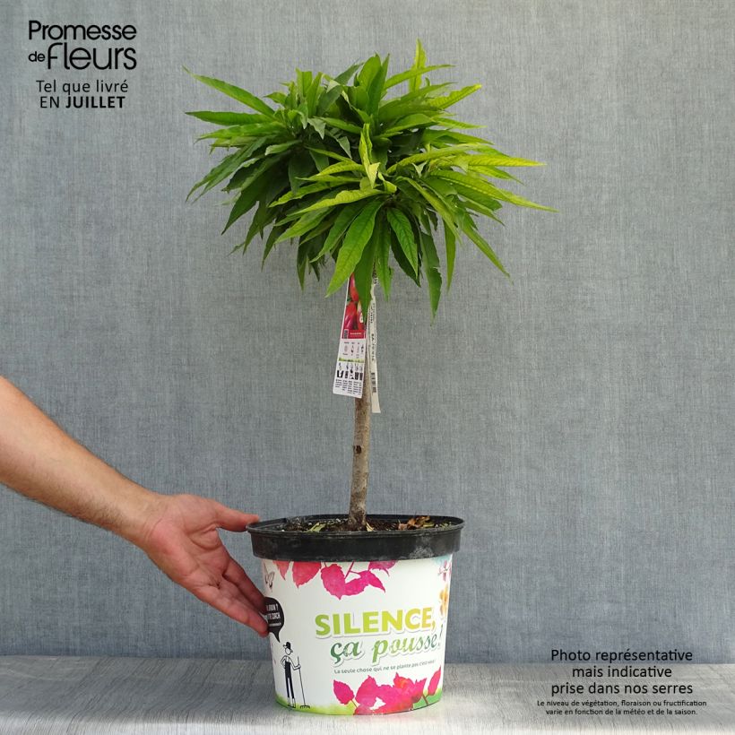 Esemplare di Nettarina Garden Beauty Vaso da 6L/7L, Vaso impalcato basso consegnato in estate