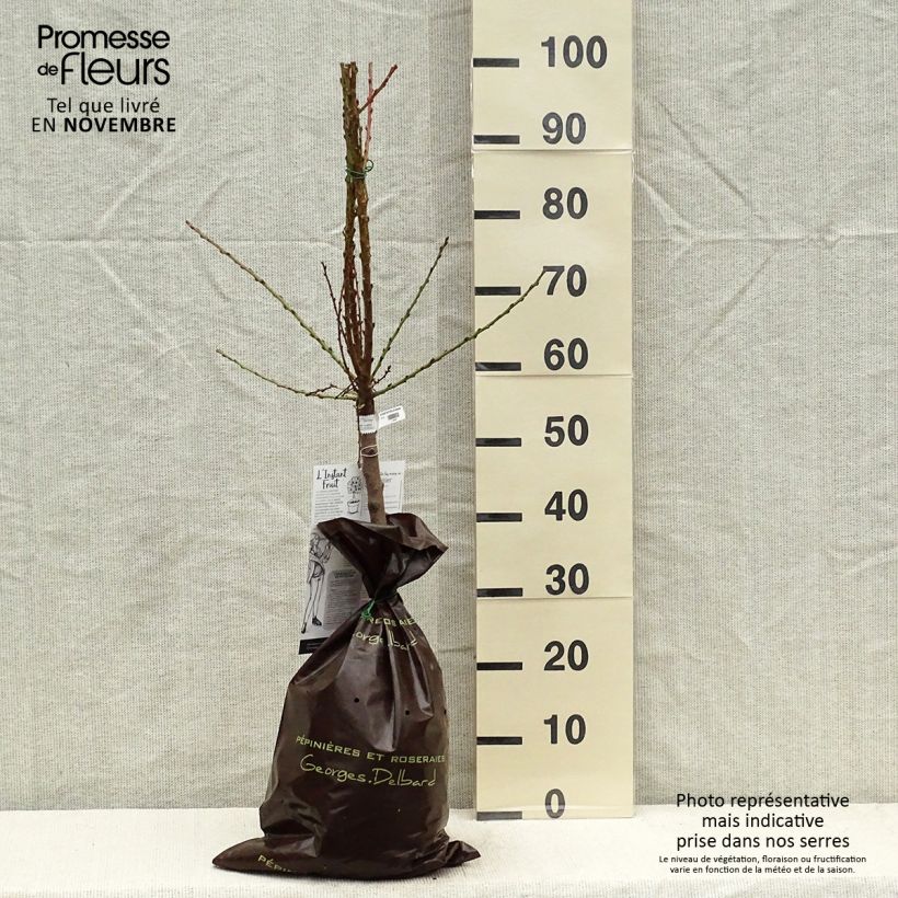 Esemplare di Nettarina Nectarella 'Zaidulab' Zolla 'Pronta da piantare', Vaso impalcato basso come consegnato in autunno