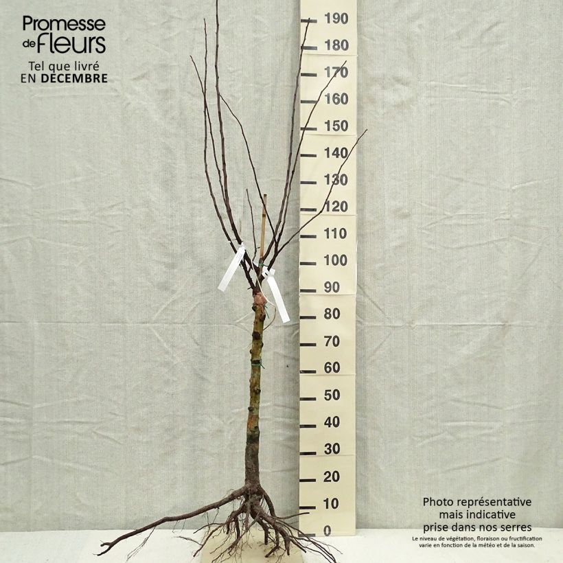 Example of Mespilus germanica - Nespolo Piante piccole a radice nuda, Vasetto as you get in hiver