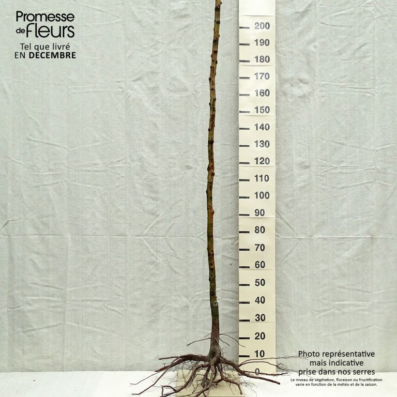 Example of Mespilus germanica - Nespolo Piante piccole a radice nuda, Vaso impalcato alto as you get in hiver