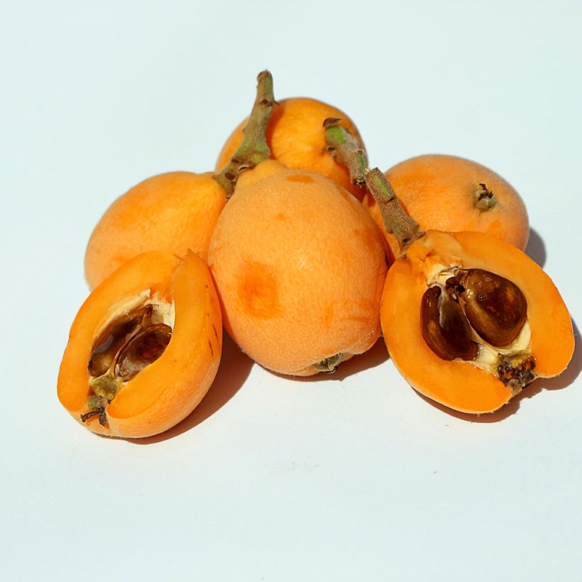 Eriobotrya japonica Argelino - Nespolo del Giappone (Harvest)