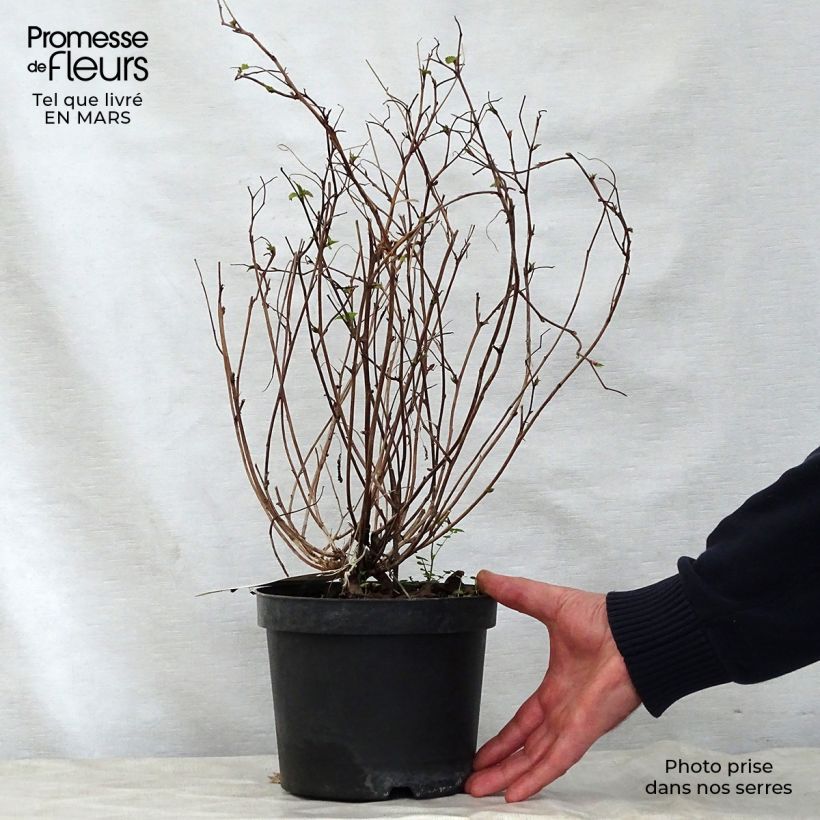 Example of Neillia affinis Vaso da 2L/3L as you get in printemps