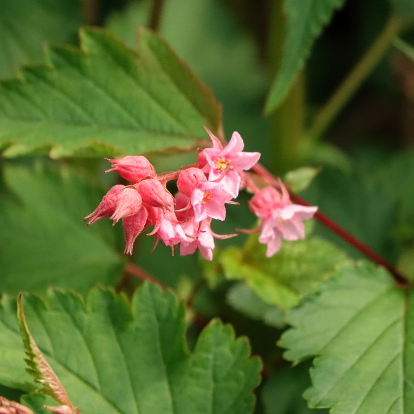 Neillia affinis (Flowering)