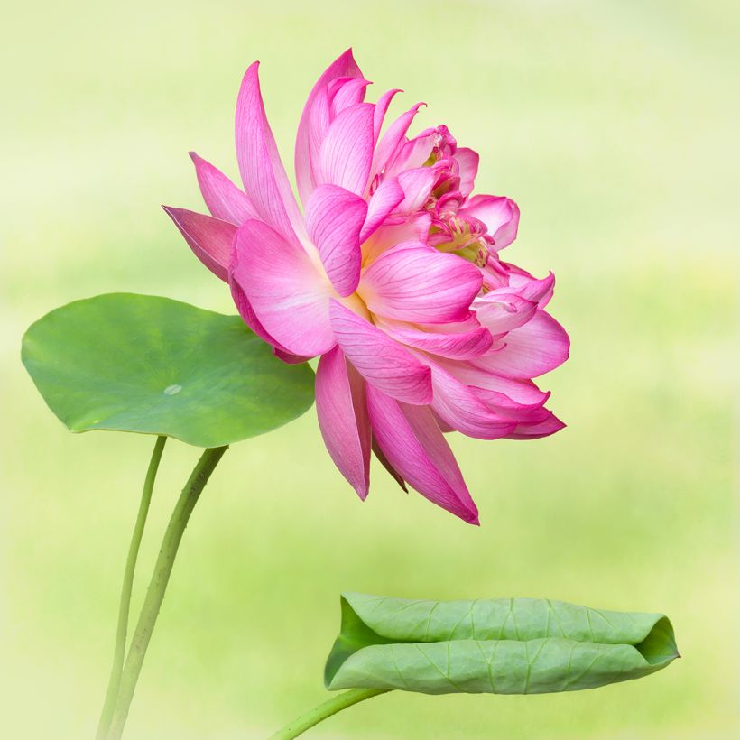 Nelumbo Elite Red - Fior di loto (Fioritura)