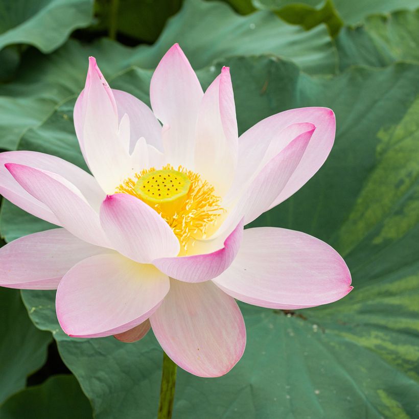 Nelumbo nucifera - Fior di loto (Fioritura)