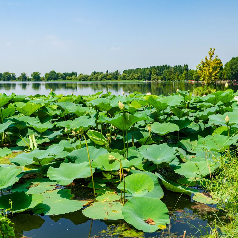 Nelumbo nucifera Stellar White - Fior di loto (Fogliame)