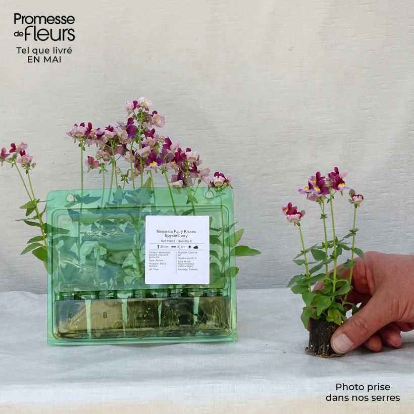 Example of Nemesia Fairy Kisses Boysenberry Mini zolla Ø 1,5/2,5 cm as you get in printemps