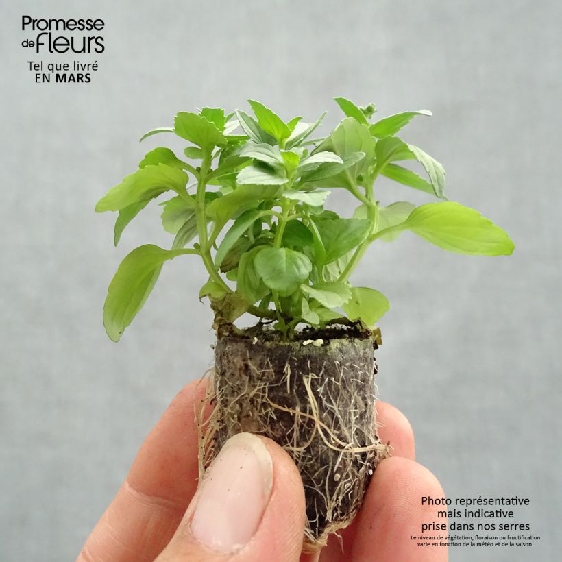 Nemesia Fairy Kisses Citrine mini zolla... esemplare consegnato in primavera