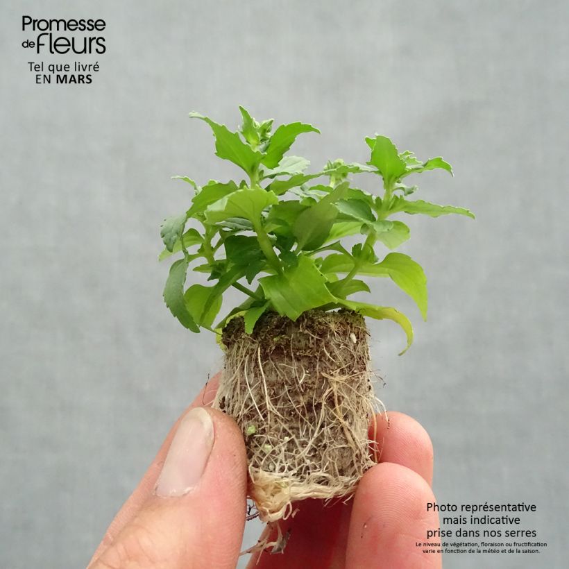 Example of Nemesia Honey White Mini zolla Ø 1,5/2,5 cm as you get in printemps