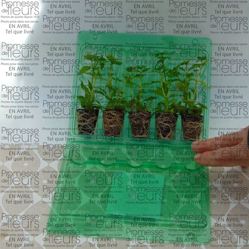 Esempio di esemplare Nemesia Karoo White mini zolla... come consegnato