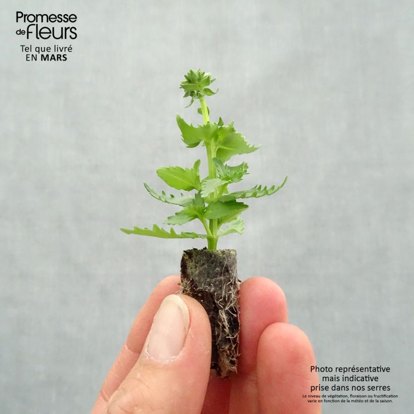 Example of Nemesia Nesia Burgundy Mini zolla Ø 1,5/2,5 cm as you get in printemps