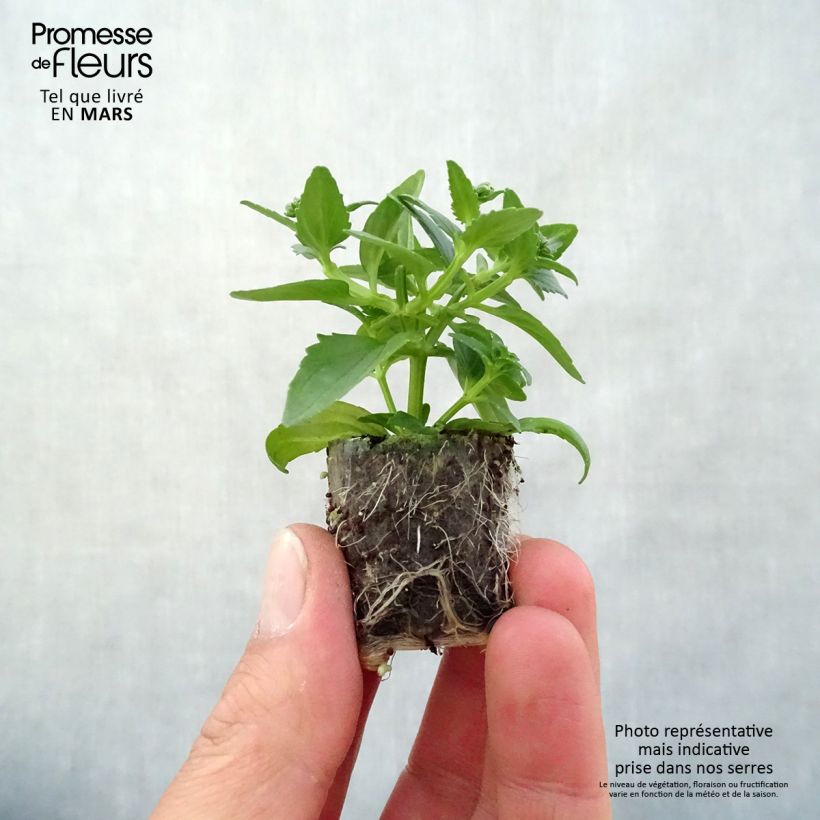 Example of Nemesia Honey White mini zolla... as you get in printemps