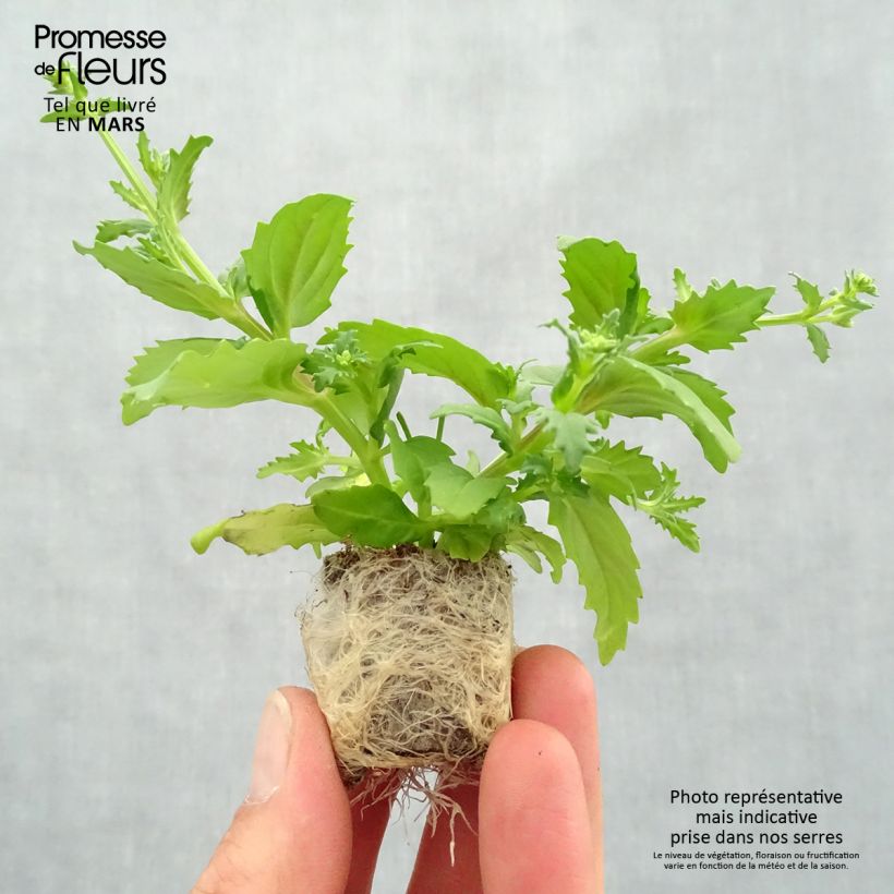 Example of Nemesia Sunsatia Cherry On Ice mini zolla... as you get in printemps