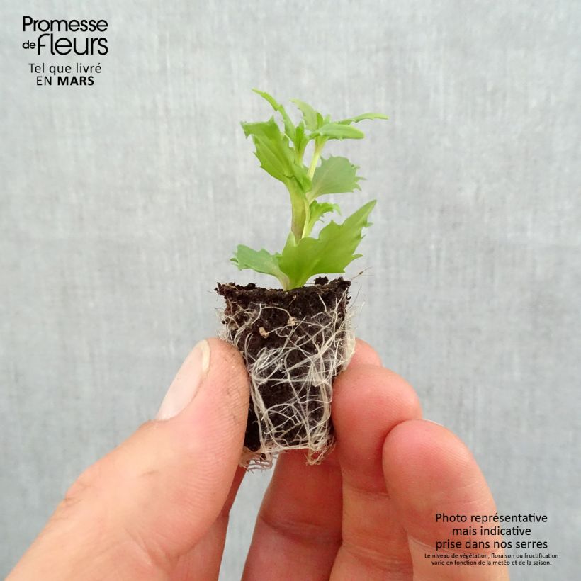 Nemesia Sunsatia Anona Mini zolla Ø 1,5/2,5 cm esemplare consegnato in primavera