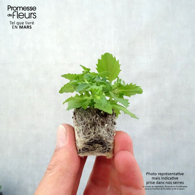 Example of Nemesia Sunsatia Plus Berry Delight mini zolla... as you get in printemps