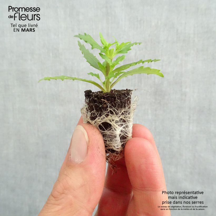 Example of Nemesia Sunsatia Plus Little Vanilla Mini zolla Ø 1,5/2,5 cm as you get in printemps