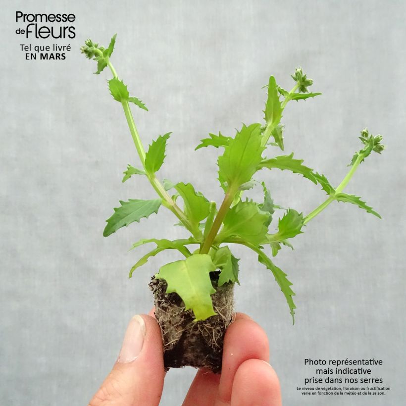 Nemesia Sunsatia Plus Strawberry mini zolla... esemplare consegnato in primavera