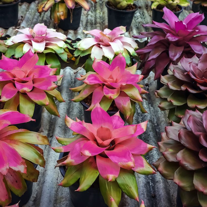 Neoregelia Medusa - Neoregelia - Bromelia (Plant habit)