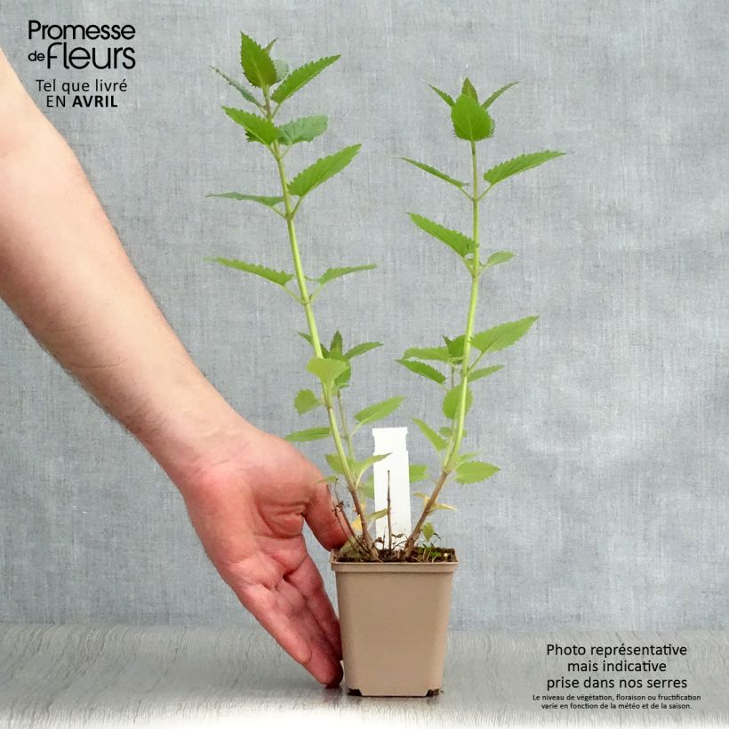 Example of Nepeta Blue Dragon Vasetto da 8/9 cm as you get in printemps