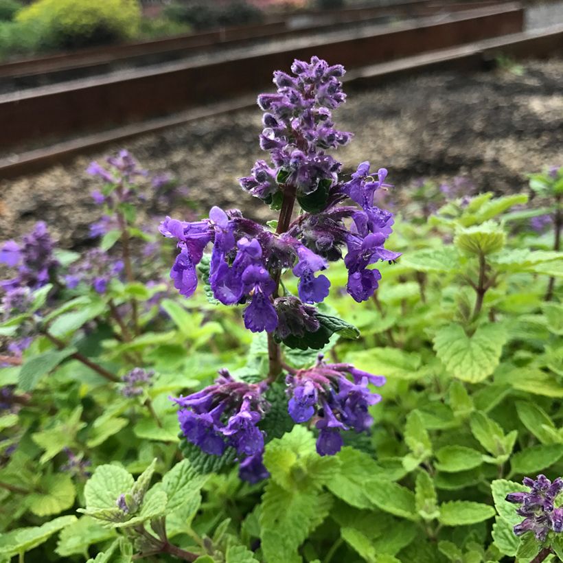 Nepeta Nova Blue - Népéta hybride (Fioritura)