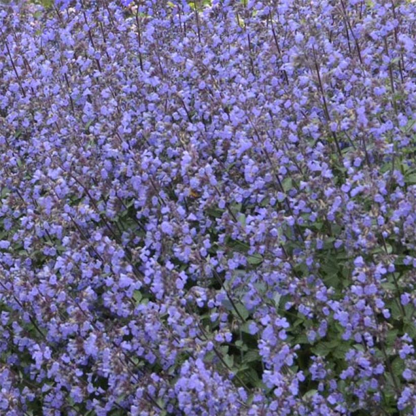 Nepeta faassenii Purrsian Blue (Flowering)