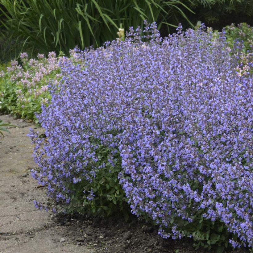 Nepeta faassenii Purrsian Blue (Plant habit)