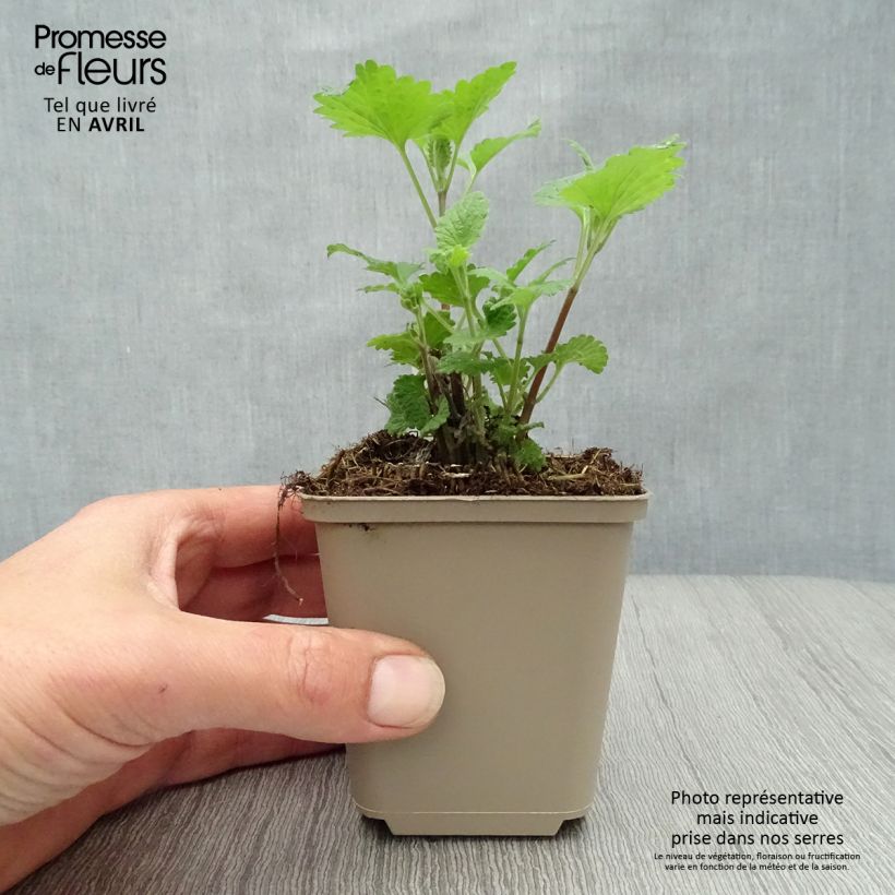 Nepeta cataria Citriodora - Gattaia comune Vasetto da 8/9 cm esemplare consegnato in primavera