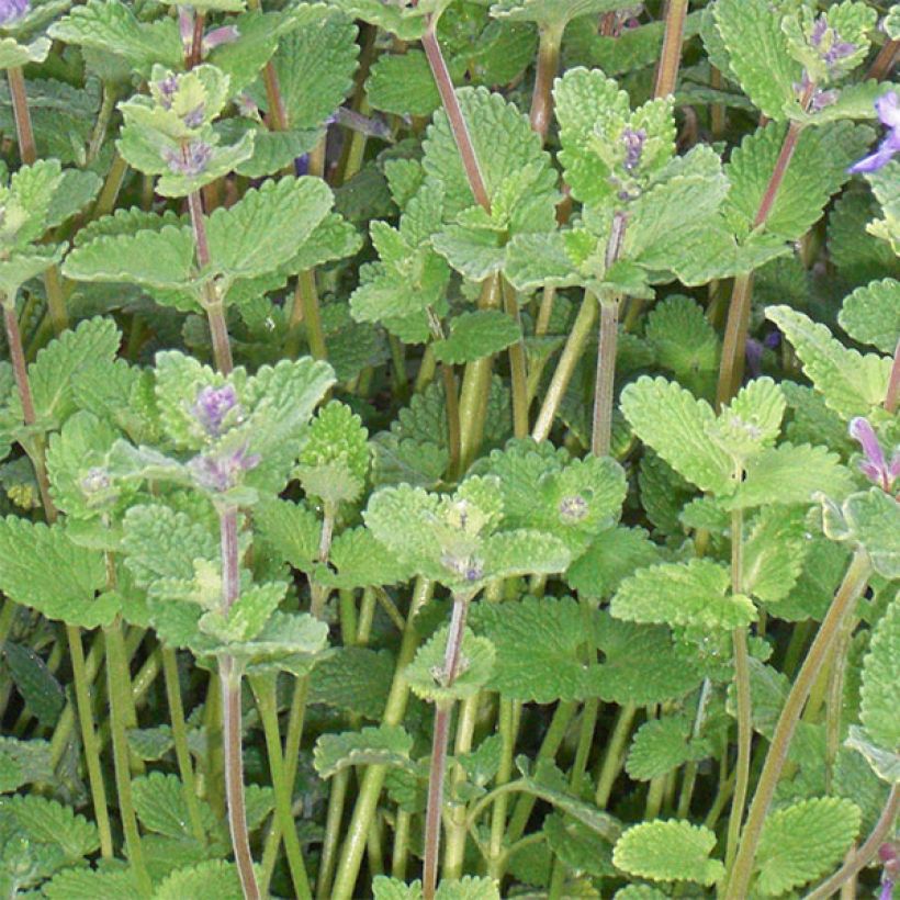 Nepeta faassenii - Erba dei gatti (Foliage)