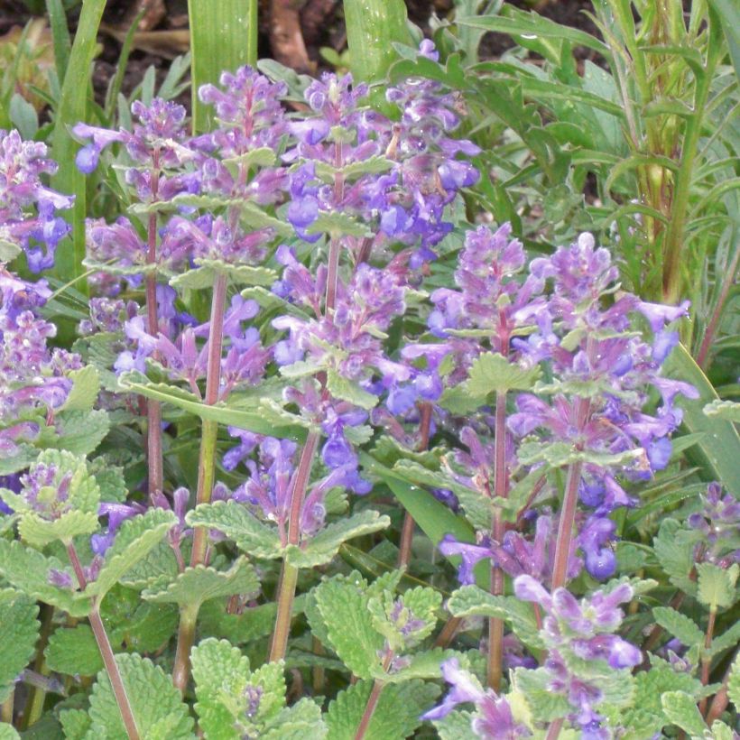 Nepeta faassenii - Erba dei gatti (Flowering)
