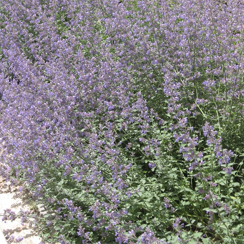 Nepeta faassenii - Erba dei gatti (Plant habit)
